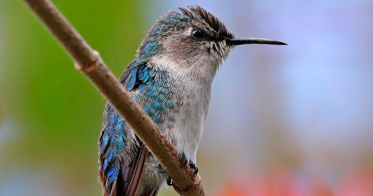 cual es el animal mas pequeno del mundo y su asombrosa historia