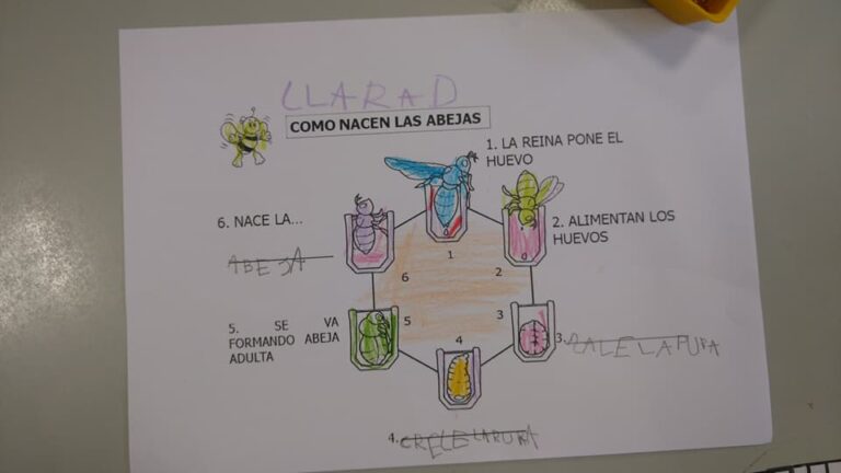 Cuál es el ciclo de vida y reproducción de las abejas