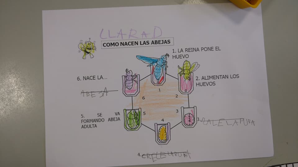 cual es el ciclo de vida y reproduccion de las abejas