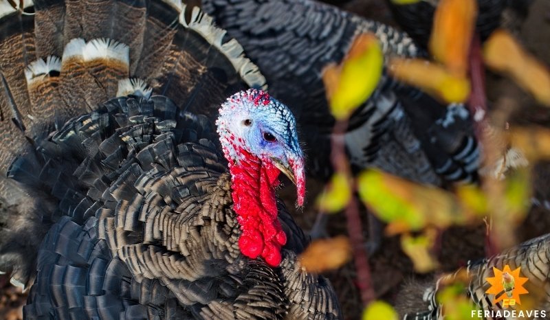 cual es el habitat alimentacion y salud del pavo real