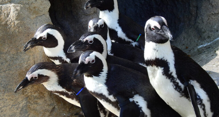 Cuál es el hábitat, características y conservación del pingüino