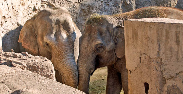 cual es el habitat y situacion de conservacion del elefante asiatico
