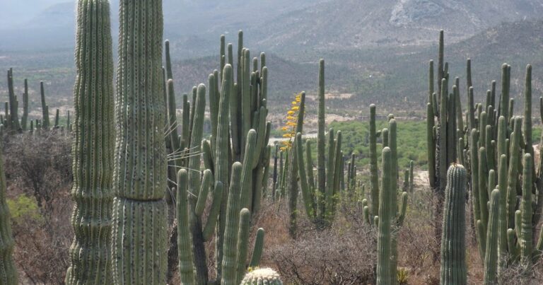 Cuál es el legado de Helia Bravo en la biodiversidad mexicana