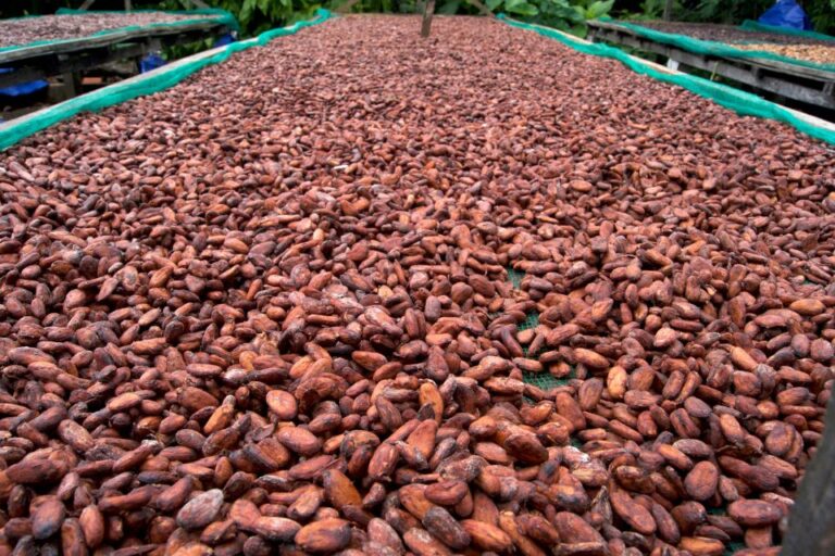 Cuál es el origen y la historia interesante del cacao Theobroma
