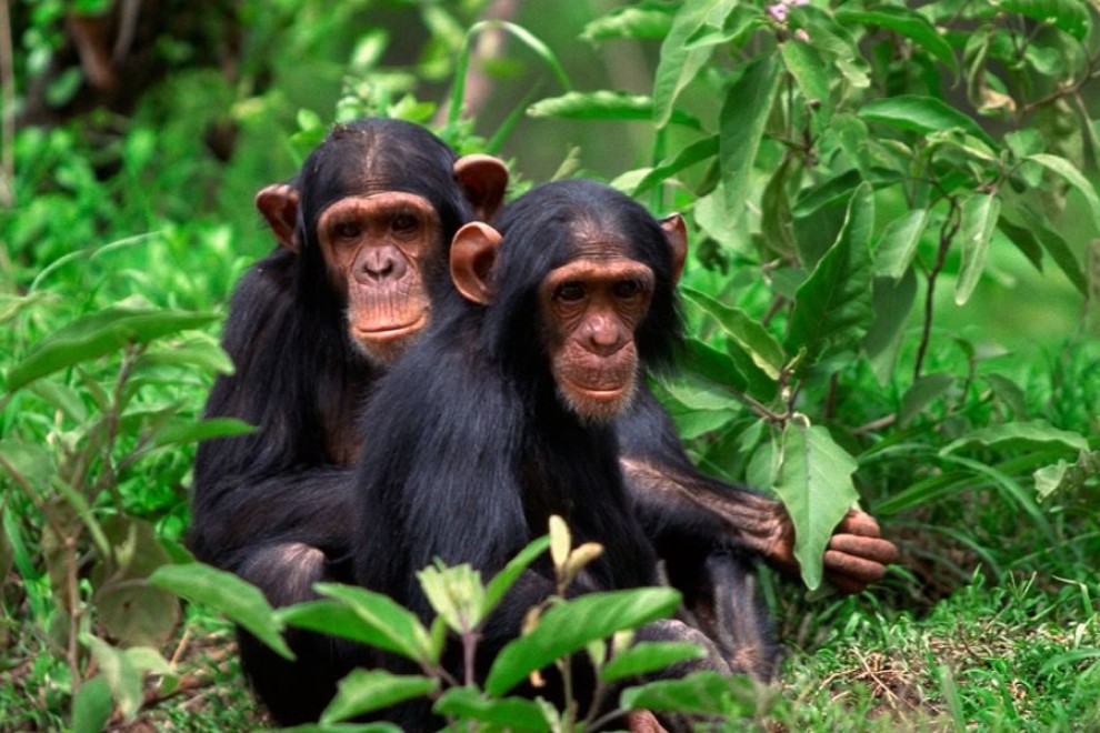 cual es el primate mas grande gorila orangutan o chimpance