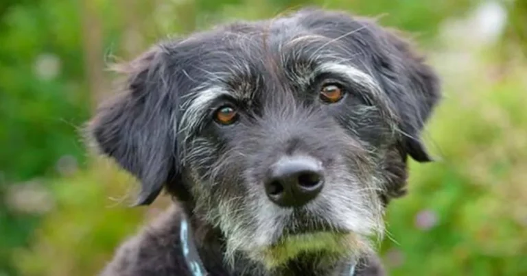 Cuál es la alimentación adecuada y saludable para un pitbull