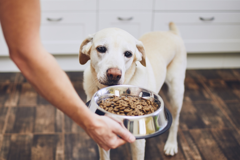 cual es la dosis y beneficios del aceite de pescado para perros