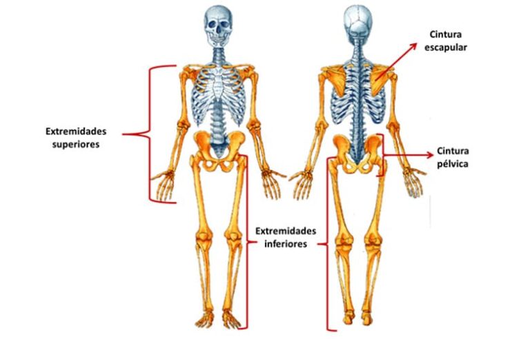Cuál es la estructura y función de los huesos en el cuerpo humano