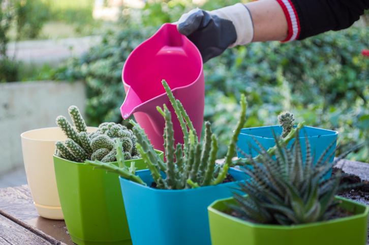 Cuál es la frecuencia ideal para regar suculentas y cactus