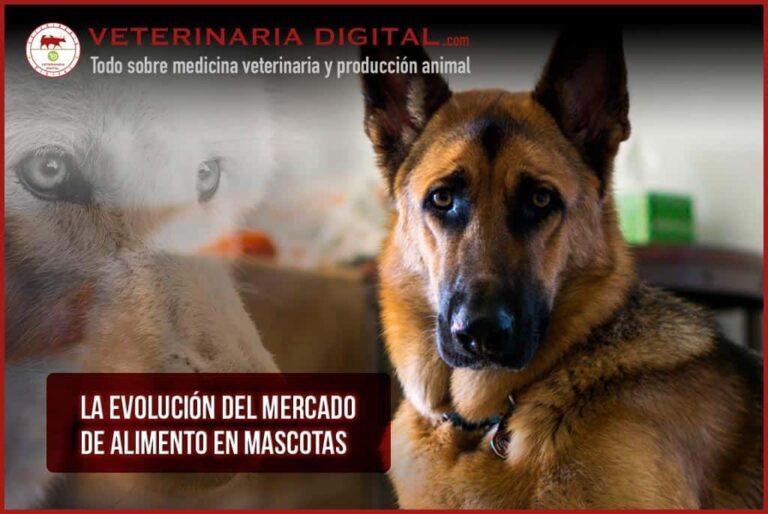Cuál es la guía esencial de alimentación para cachorros de pastor alemán