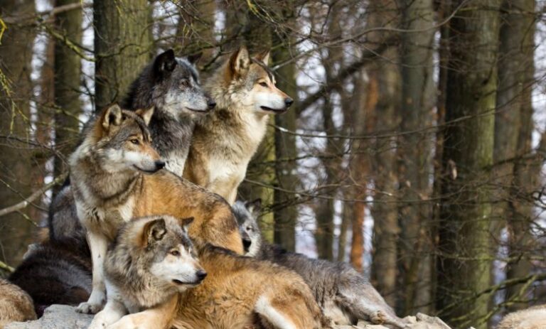 Cuál es la historia y evolución del perro, Canis lupus