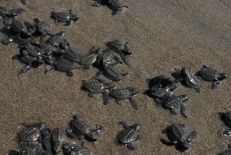 cual es la importancia de las especies clave en los ecosistemas