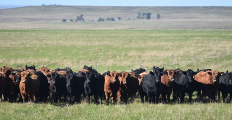 Cuál es la importancia de vacas y toros en la agricultura