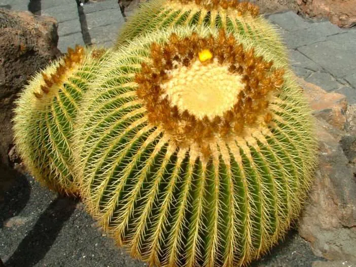 Cuál es la tasa de crecimiento del Cactus Asiento de Suegra