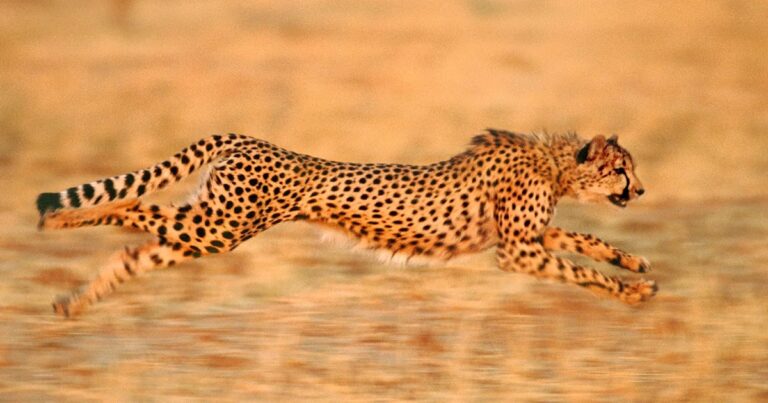 Cuál es la velocidad máxima del guepardo en tierra