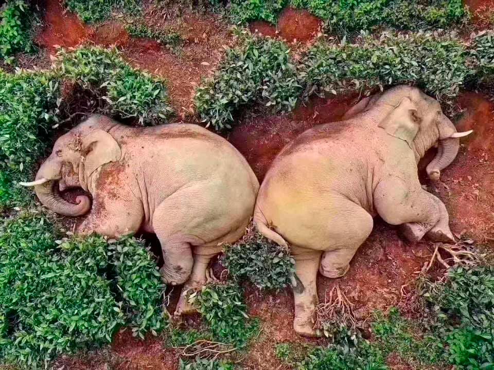 cuales fueron las mejores fotos de animales en national geographic 2021