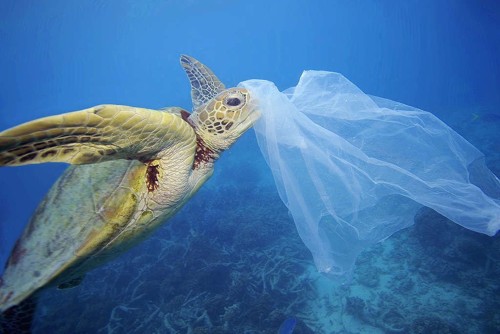 cuales son 10 caracteristicas y curiosidades sobre las tortugas