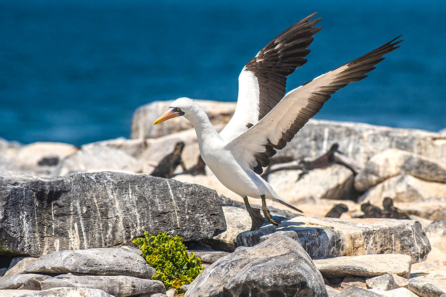 cuales son 15 especies unicas y fascinantes de animales en oceania