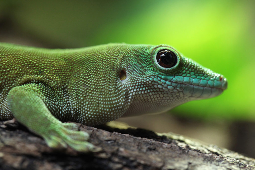cuales son 20 animales que se camuflan en la naturaleza