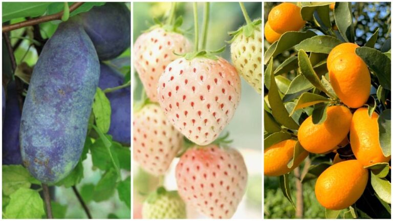 Cuáles son 30 nombres de frutas tropicales exóticas y raras