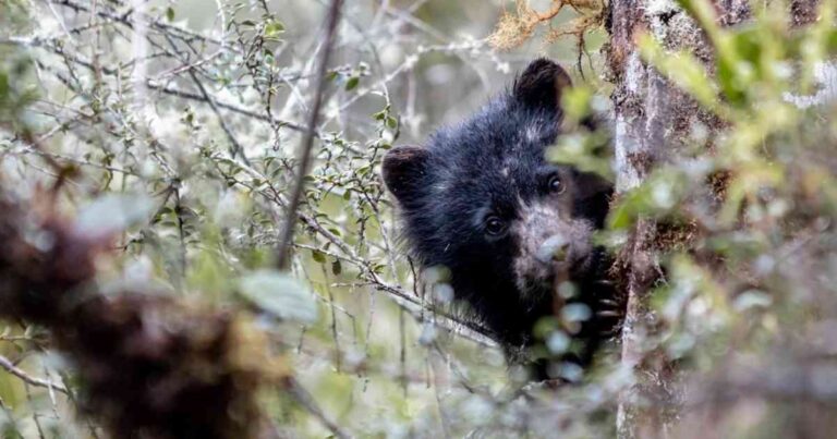 Cuáles son 4 datos clave sobre el oso de anteojos en Sudamérica