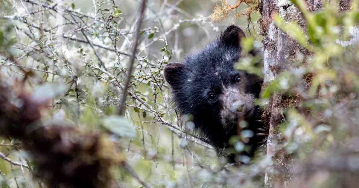 cuales son 4 datos clave sobre el oso de anteojos en sudamerica