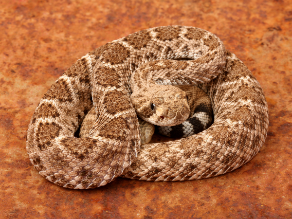cuales son 5 caracteristicas de la serpiente de cascabel