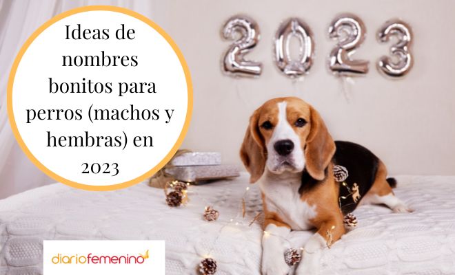 Cuáles son algunos nombres únicos y adorables para bulldog francés