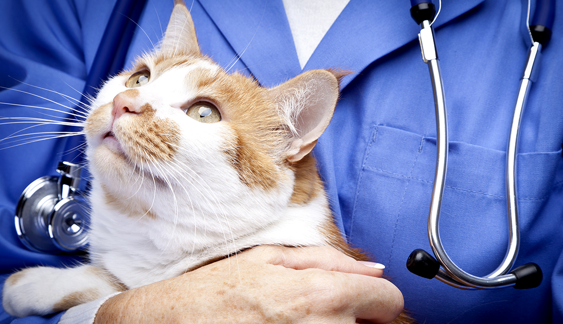 cuales son contagiosidad sintomas y tratamiento del parvovirus en gatos
