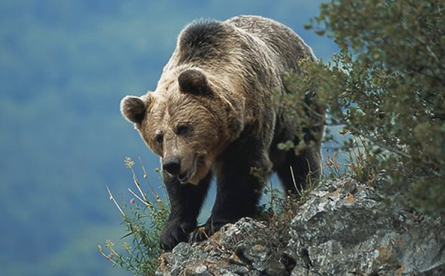 Cuáles son el tamaño, peso y características del oso grizzly