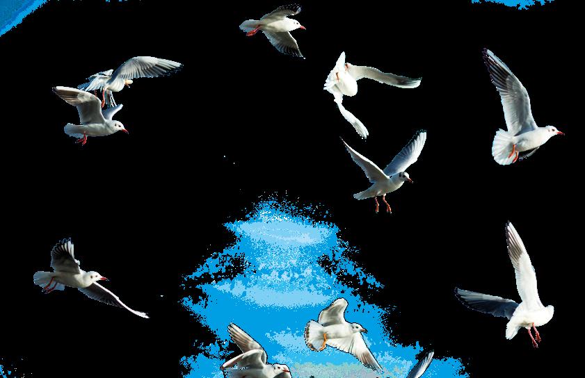 cuales son las 20 especies animales protegidas en