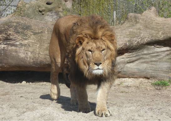 Cuáles son las 20 fotos más impresionantes de leones africanos
