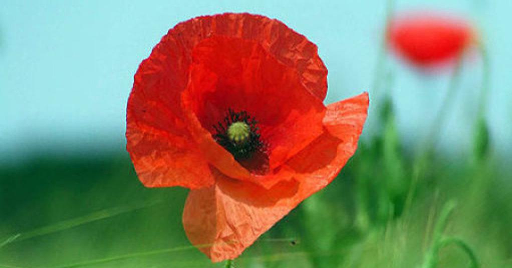 cuales son las 28 flores silvestres esenciales con fotos