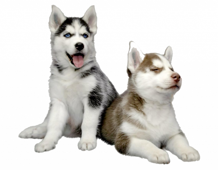 Cuáles son las 30 razas grandes de perros de nieve y trineo