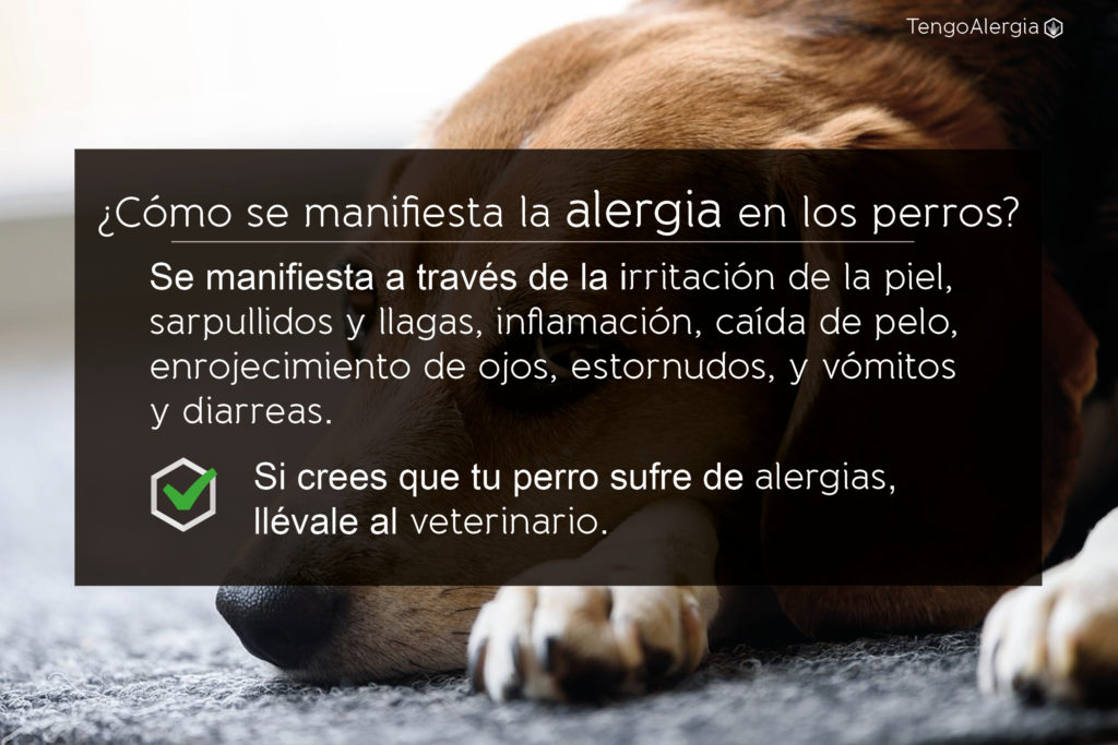 cuales son las 7 afecciones comunes en las almohadillas de perros
