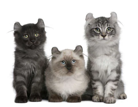 Cuáles son las 8 razas de gatos grises de pelo largo y ojos azules