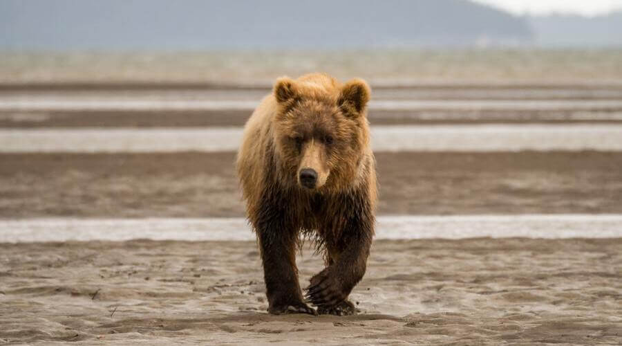 cuales son las caracteristicas alimentacion y habitat del oso grizzly
