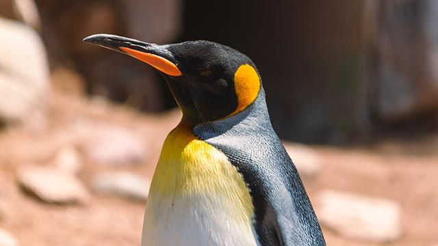 Cuáles son las características curiosas de los pingüinos