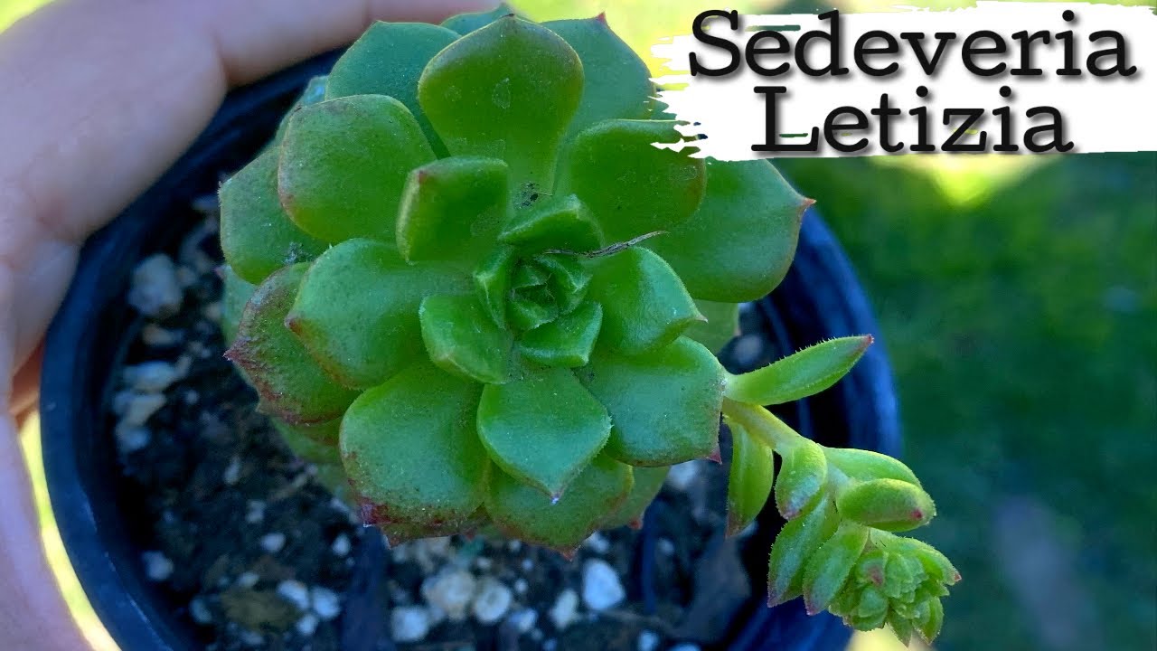 Cuáles son las características de la planta Sedeveria Letizia