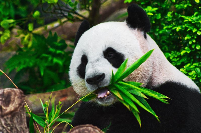 cuales son las caracteristicas del oso panda en habitat y dieta