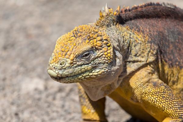 Cuáles son las características e información de la iguana marina