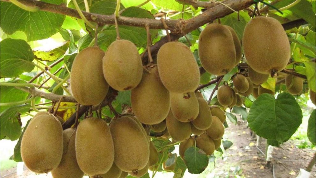 cuales son las caracteristicas habitat y alimentacion del kiwi