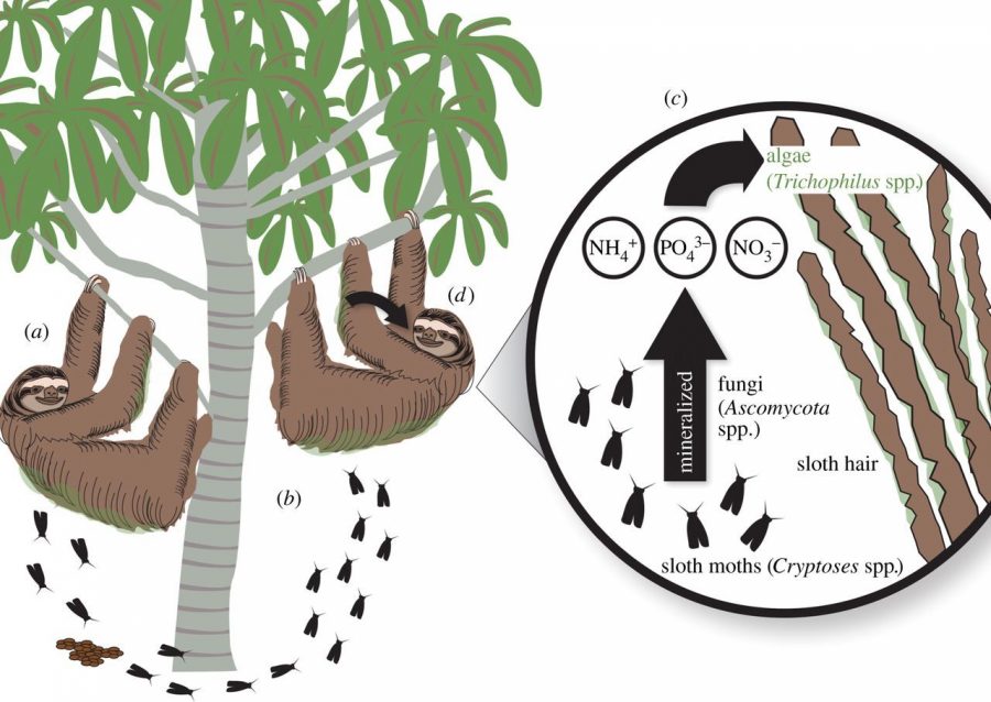 cuales son las caracteristicas habitat y alimentacion del perezoso