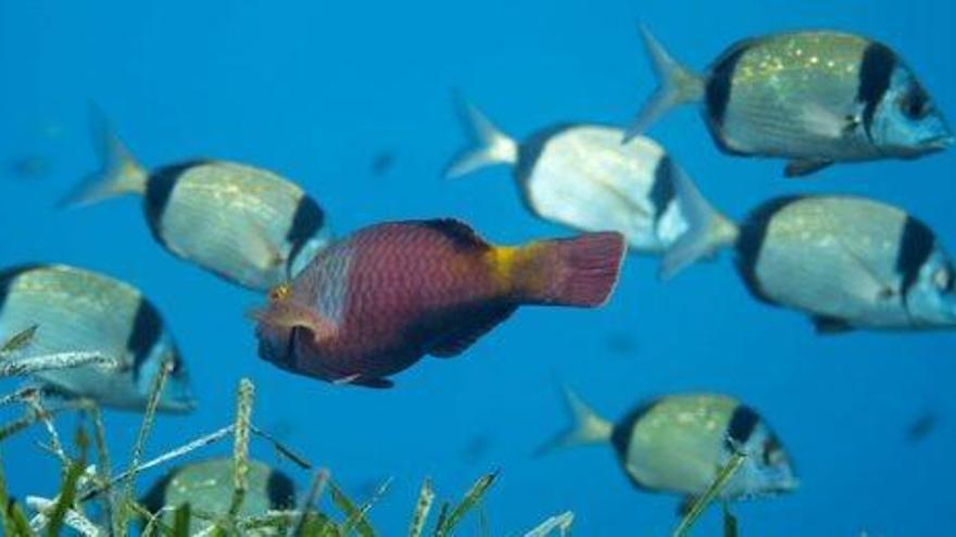 cuales son las caracteristicas habitat y alimentacion del pez loro