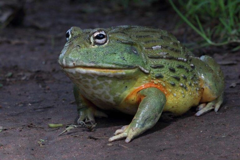 Cuáles son las características, hábitat y dieta del Sapo Toro