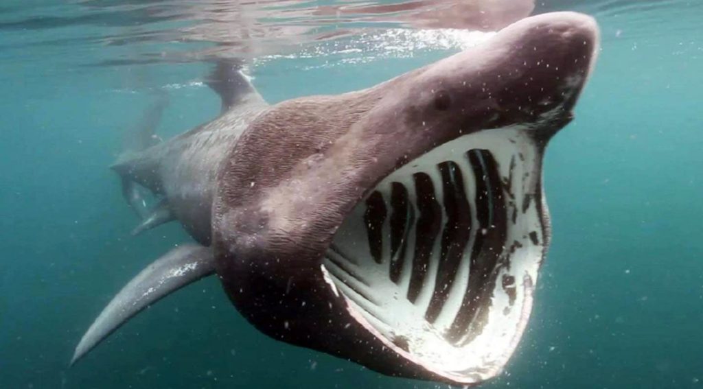 cuales son las caracteristicas habitat y dieta del tiburon peregrino