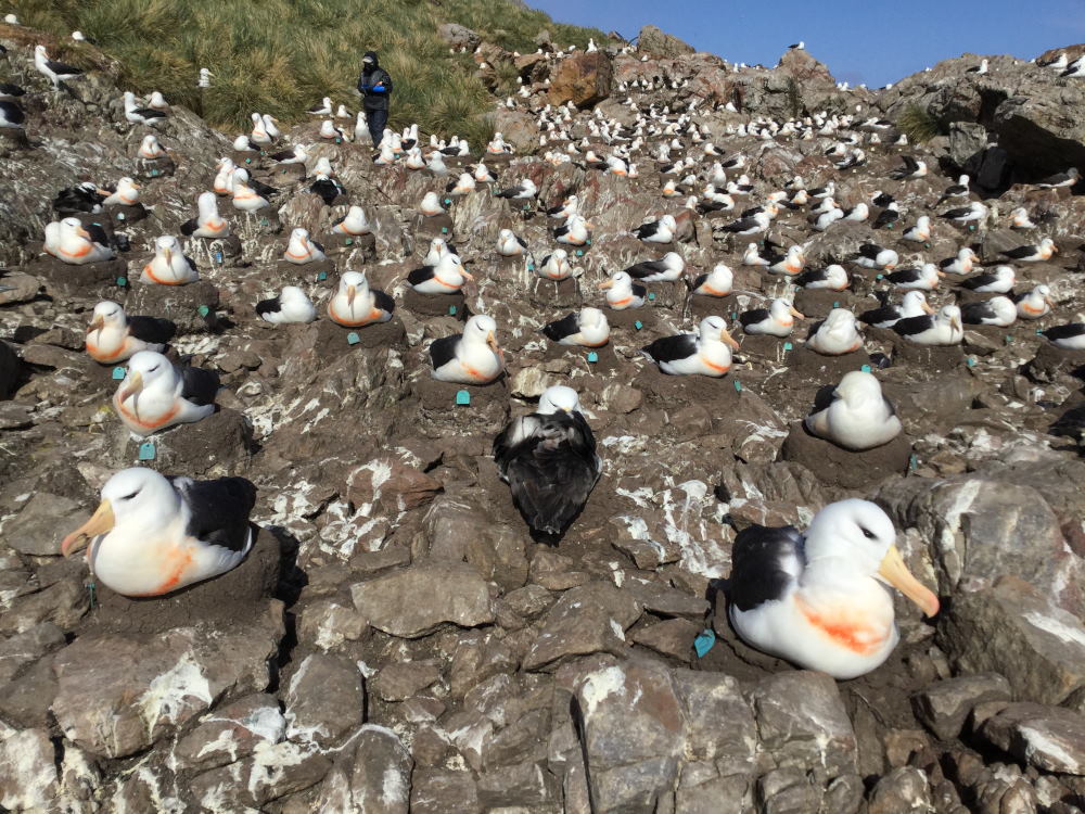 cuales son las caracteristicas habitats y dieta del albatros