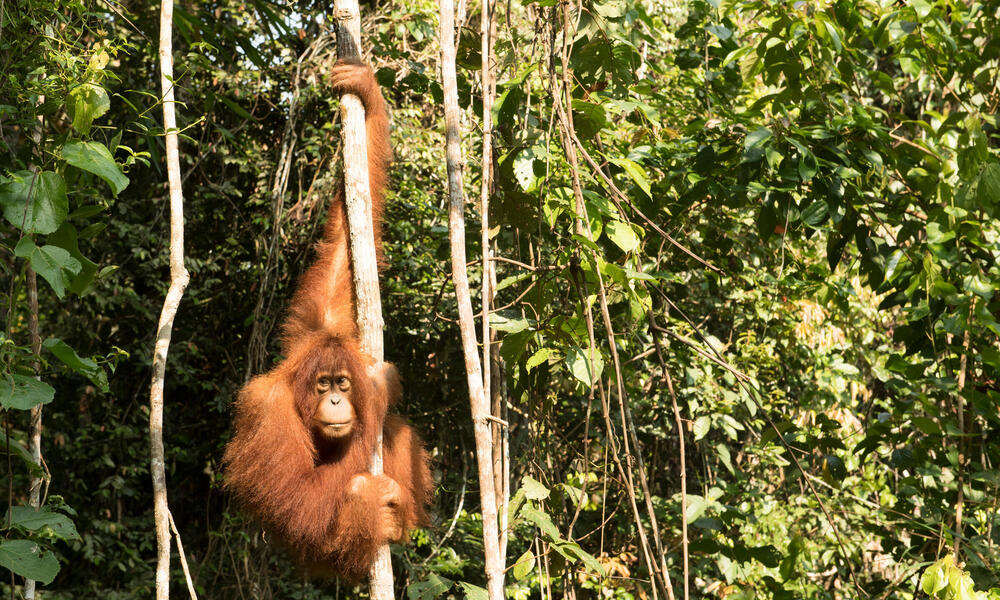 cuales son las caracteristicas tipos y fauna del clima continental