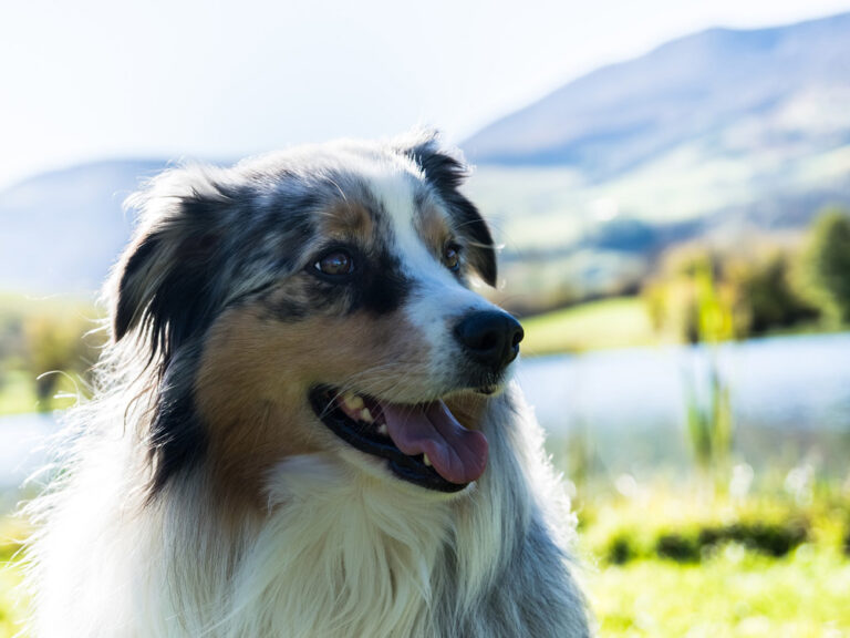 Cuáles son las características y cuidados de los perros australianos