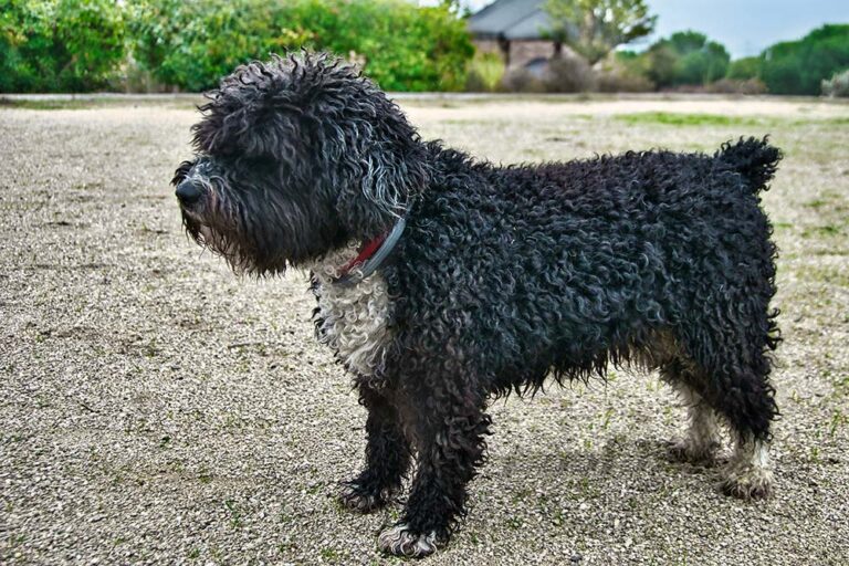 Cuáles son las características y cuidados de los perros domésticos